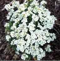 White Creeping Thyme Flower Seeds Heirloom Non-GMO High Germination Organic Garden Seeds