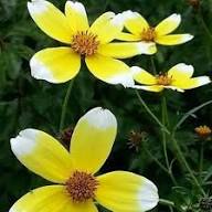 Yellow White Bidens Flower Seeds for Planting Heirloom Non-GMO High Germination Organic Garden Seeds