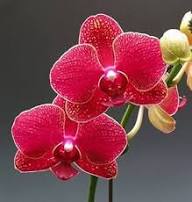 Red Orchid Flower Seeds for Planting (Heirloom, Non-GMO) High Germination Organic Garden Seeds