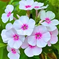 Weiße Phlox-Blumensamen – Alte Sorte gentechnikfrei hohe Keimrate Bio-Gartensamen