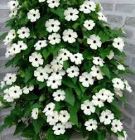 White Climbing Thunbergia Flower Seeds Heirloom Non-GMO High Germination Organic Garden Seeds for Planting