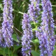 Hyssop Flower Seeds Purple Heirloom Non-GMO High Germination Organic Garden Seeds for Planting