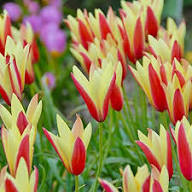 Yellow Red Tulipa Clusiana Flower Seeds Heirloom Non-GMO High Germination Organic Garden Seeds