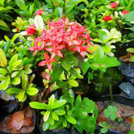 Red Anigozanthos Hybrid Flower Seeds for Planting Heirloom Non-GMO High Germination Organic Garden Seeds