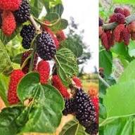 Mixed Mulberry Fruit Seeds Heirloom Non-GMO High Germination Organic Garden Seeds for Planting