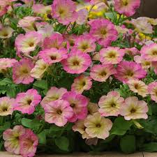 Pink Yellow Calibrachoa Flower Seeds – Heirloom, Non-GMO, High Germination Organic Garden Seeds for Planting Seeds for Planting