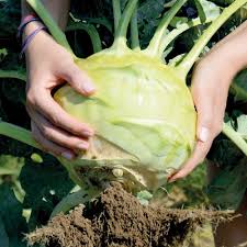 Giant Kohlrabi Seeds for Planting – Heirloom Non-GMO Organic Vegetable Seeds, High Germination Garden Seeds