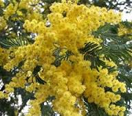 Yellow Mimosa Flower Seeds – Heirloom, Non-GMO, High Germination Organic Seeds