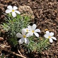 White Leptosiphon Flower Seeds Heirloom Non-GMO High Germination Organic Garden Seeds for Planting