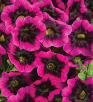 Pink Black Calibrachoa Flower Seeds Heirloom Non-GMO High Germination Organic Garden Seeds for Planting