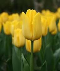 Gelbe Tulpen Blumensamen Alte Sorte Gentechnikfrei Hohe Keimrate Bio-Gartensamen