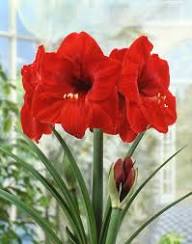 Red Barbados Lily Flower Seeds Heirloom Non-GMO High Germination Organic Garden Seeds for Planting