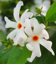 White Harsingar Flowers Seeds – Heirloom, Non-GMO, High Germination Seeds