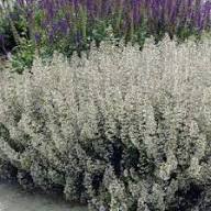 Green Calamintha Nepeta Plant Seeds Heirloom Non-GMO High Germination Organic Garden Seeds for Planting