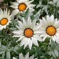 White Gazania Flower Seeds Heirloom Non-GMO High Germination Organic Garden Seeds for Planting