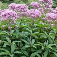 Purpureum Flower Seeds Heirloom Non-GMO High Germination Organic Garden Seeds for Planting