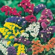 Mix Statice Flower Seeds – Heirloom, Non-GMO, High Germination Organic Garden Seeds