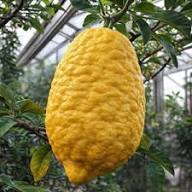 Citron Seeds Yellow – Heirloom, Non-GMO, High Germination Organic Garden Seeds for Planting