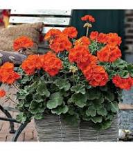 Red Bonsai Geranium Flower Seeds – Heirloom Non-GMO High Germination Organic Garden Seeds for Planting