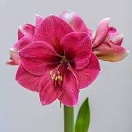 Light Pink Amaryllis Flower Seeds – Heirloom, Non-GMO, High Germination Seeds