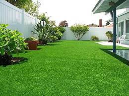 green lawn flower seeds