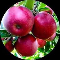 Japanese Fuji Apple Fruit Seeds for Planting Heirloom Non-GMO High Germination Organic Garden Seeds