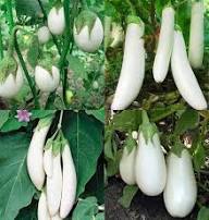 White Eggplant Seeds – Heirloom, Non-GMO, High Germination Organic Garden Seeds