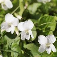 Viola Yedoensis Flower Seeds White – Heirloom, Non-GMO, High Germination