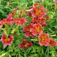 Orange Salpiglossis Flower Seeds – Heirloom Non-GMO High Germination Organic Garden Seeds