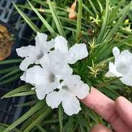 White Ruellia Tuberosa Flower Seeds Heirloom Non-GMO High Germination Organic Garden Seeds for Planting