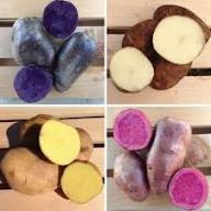 Mixed Potato – Heirloom, Non-GMO, High Germination Organic Garden Seeds Planting