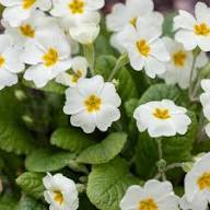 White Primula Flower Seeds for Planting – Heirloom, Non-GMO, High Germination