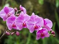 Pink Phalaenopsis Orchid Flower Seeds – Heirloom Non-GMO High Germination Organic Garden Seeds for Planting