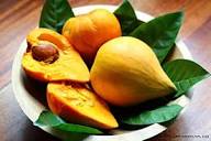 Green Lucuma Nervosa Seeds – Heirloom Non-GMO High Germination Organic Garden Seeds for Planting Seeds for Planting
