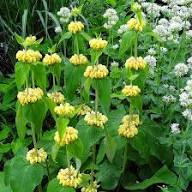 Yellow Phlomis Russeliana Flower Seeds – Heirloom, Non-GMO, High Germination Organic Garden Seeds for Planting
