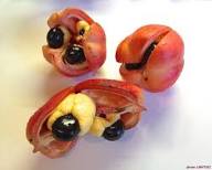 Ackee Fruit Seeds for Planting – Heirloom Non-GMO, High Germination Organic Garden Seeds