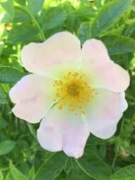 White Rosa Canina Flower Seeds Heirloom Non-GMO High Germination Organic Garden Seeds