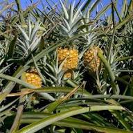 Yellow Pineapple Fruits Seeds Heirloom Non-GMO High Germination Organic Garden Seeds for Planting