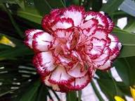 White Marron Carnation Flower Seeds Heirloom Non-GMO High Germination Organic Garden Seeds