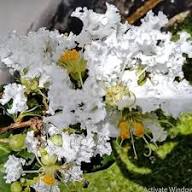 White Lagerstroemia Flower Seeds Heirloom Non-GMO High Germination Organic Garden Seeds for Planting