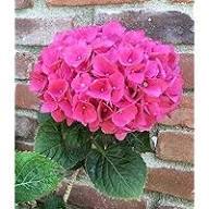 Macrophylla Flower Seeds Pink – Heirloom Non-GMO High Germination