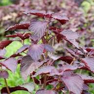 Perilla Red Leaf Shiso Herb Plant Seeds Heirloom Non-GMO High Germination Organic Garden Seeds for Planting