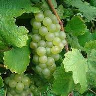 Scuppernong Seeds for Planting – Heirloom Non-GMO High Germination Organic Garden Seeds