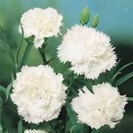 White Carnation Flower Seeds Heirloom Non-GMO High Germination Organic Garden Seeds