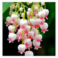 Lily of the Valley Flower Seeds Pale Pink – Seeds for Planting, Heirloom, Non-GMO, High Germination Organic Garden Seeds