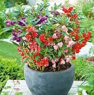 Rotes Springkraut Balsamina Blumensamen – Alte Sorte gentechnikfrei hohe Keimrate Bio-Gartensamen zum Pflanzen