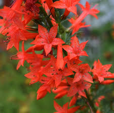 Red Ipomopsis Flower Seeds – Heirloom Non-GMO High Germination Organic Garden Seeds for Planting