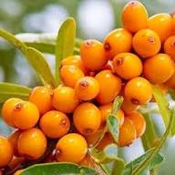 Orange Buckthorn Seeds Heirloom Non-GMO High Germination Organic Garden Seeds for Planting