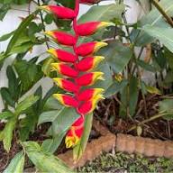 Semillas de flores de heliconia rojas y amarillas – Semillas reliquia no transgénicas de alta germinación