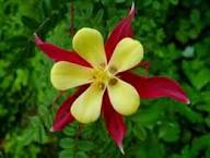 Aquilegia Flower Seeds Red Yellow for Planting – Heirloom Non-GMO High Germination Organic Garden Seeds